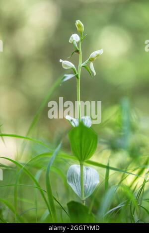 Weißes Helleborin (Cepalanthera damasonium), mit Blütenknospen, Deutschland, Bayern Stockfoto