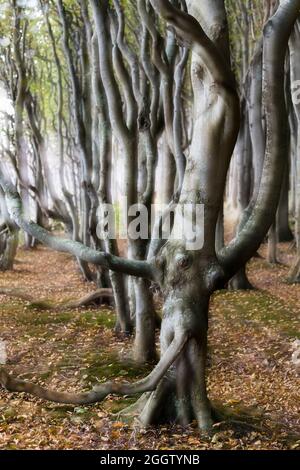 Gemeine Buche (Fagus sylvatica), knarbelige Buche am Märchenwald Wittow, Weichpunkteffekt, Deutschland, Mecklenburg-Vorpommern, Rügen Stockfoto