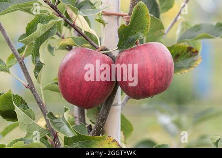 apfel (Malus domestica 'Gala Galaxy', Malus domestica Gala Galaxy), Äpfel auf einem tre, kultivierte Gala Galaxy Stockfoto