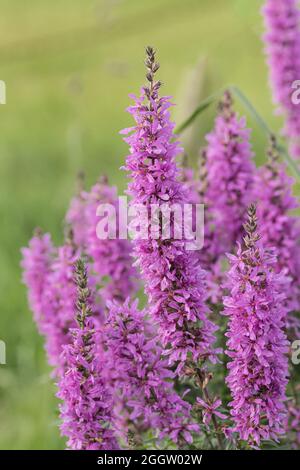 Blutweiderich, Spike Blutweiderich (Lythrum Salicaria), blühend, Deutschland Stockfoto