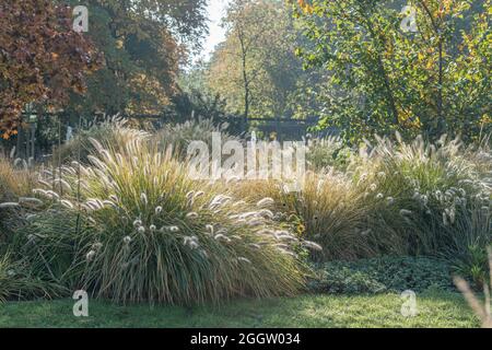 Brunnen-Rasen (Lampenputzergras Alopecuroides 'Hameln', Lampenputzergras Alopecuroides Hameln), Sorte Hameln Stockfoto