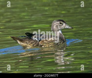 Enten auf der Suche nach Nahrung an einem Ohio See Stockfoto