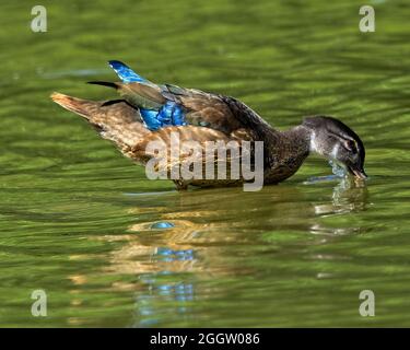 Enten auf der Suche nach Nahrung an einem Ohio See Stockfoto