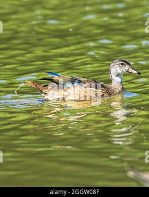 Enten auf der Suche nach Nahrung an einem Ohio See Stockfoto