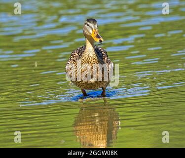 Enten auf der Suche nach Nahrung an einem Ohio See Stockfoto