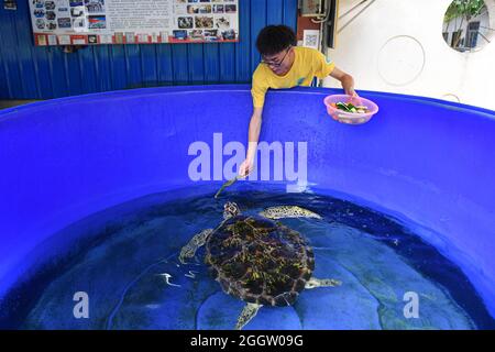 (210903) -- HAIKOU, 3. September 2021 (Xinhua) -- Ein Freiwilliger füttert am 27. August 2021 eine Schildkröte an der "erste-Hilfe-Station für Schildkröten" der Hainan Normal University in Haikou, südchinesischer Provinz Hainan. Die 2013 gegründete „Turtle First Aid Station“ in der Hainan Normal University hat sich der Unterstützung bedürflicher Schildkröten und der Sensibilisierung der Menschen für den Schutz von Schildkröten verschrieben. Diese Station wird von mehr als 30 Freiwilligen der Biologie und verwandten Majors in der gesamten Universität geleitet und heilt und rehabilitiert Schildkröten. Die Freiwilligen sagten, dass sie sich für ihre mühsame Arbeit gut bezahlt fühlen, wenn sie zusehen, wie sie sich vollständig erholt haben Stockfoto