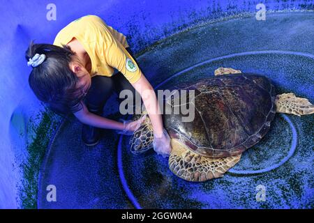 (210903) -- HAIKOU, 3. September 2021 (Xinhua) -- Ein Freiwilliger überprüft und reinigt eine Schildkröte am 27. August 2021 an der 'Schildkrötenstation' der Hainan Normal University in Haikou, südchinesischer Provinz Hainan. Die 2013 gegründete „Turtle First Aid Station“ in der Hainan Normal University hat sich der Unterstützung bedürflicher Schildkröten und der Sensibilisierung der Menschen für den Schutz von Schildkröten verschrieben. Diese Station wird von mehr als 30 Freiwilligen der Biologie und verwandten Majors in der gesamten Universität geleitet und heilt und rehabilitiert Schildkröten. Die Freiwilligen sagten, dass sie sich für ihre mühsame Arbeit gut bezahlt fühlen, wenn sie voll zuschauen Stockfoto