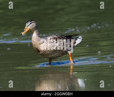 Enten auf der Suche nach Nahrung an einem Ohio See Stockfoto