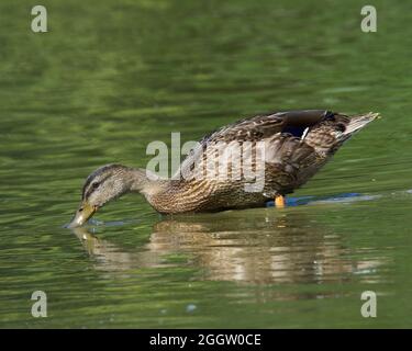 Enten auf der Suche nach Nahrung an einem Ohio See Stockfoto