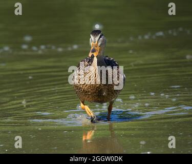 Enten auf der Suche nach Nahrung an einem Ohio See Stockfoto