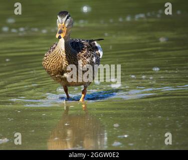 Enten auf der Suche nach Nahrung an einem Ohio See Stockfoto