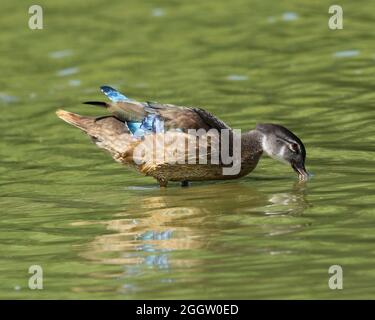 Enten auf der Suche nach Nahrung an einem Ohio See Stockfoto