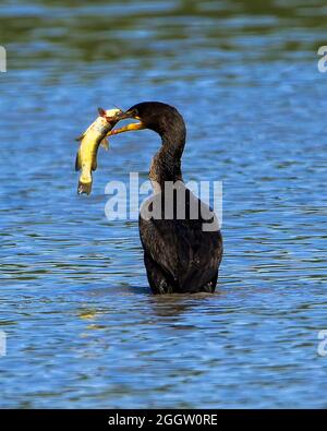 Enten auf der Suche nach Nahrung an einem Ohio See Stockfoto