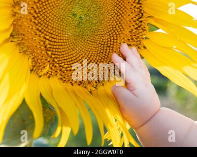 Kind mollige Hand, fünf Monate, berührt eine gelbe Sonnenblumenblume, Nahaufnahme Stockfoto