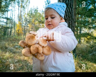 Porträt des Kindes beim Sammeln von Honigpilzen im Herbstwald. Nahaufnahme. Kleinkind hält schöne essbare Pilze in den Händen Stockfoto