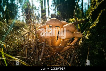 Honigpilze im Herbstwald. Nahaufnahme. Schöne essbare Pilze im Herbstwald bei Sonnenlicht Stockfoto
