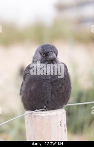 Eine einzelne Dohle, die auf einem Holzpfosten mit aufgeflüpften Federn sitzt (Kijkduin, Den Haag, Niederlande) Stockfoto