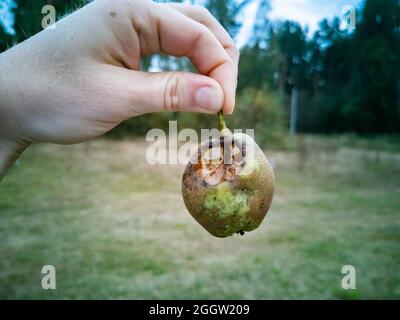 Verdorbene Birne in der Hand. Nahaufnahme. Verdorbene Ernte. Schlechte Ernte. Insekten Parasiten haben die Obsternte gegessen Stockfoto