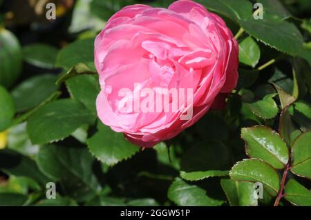 Kastrup/ Dänemark./03. September 2021 / Stauden-Rose und Rosenpflanze im Hausgarten in Kastrup Dänemark. (Foto..Francis Joseph Dean/Dean Picturs Stockfoto