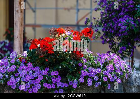 Schöne alte Villa mit hängenden Pflanzen vom Balkon, Stockfoto