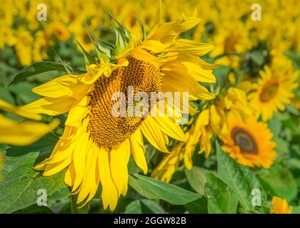 Strahlend schöne Sonnenblumenköpfe auf der Pop Up Farm in Hertfordshire, England Stockfoto