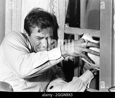 ROD TAYLOR in THE BIRDS 1963 Regisseur ALFRED HITCHCOCK aus der Geschichte von Daphne Du Maurier Drehbuch Evan Hunter Alfred J. Hitchcock Productions / Universal Pictions Stockfoto