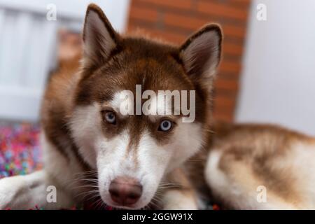 Niedliche kleine Husky Welpen liegen auf dem Boden mit grünen Augen Stockfoto