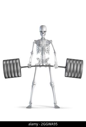 Fitness Skelett Deadlift - 3D-Illustration von männlichen menschlichen Skelett Figur heben schwere Langhantel isoliert auf weißem Studio-Hintergrund Stockfoto