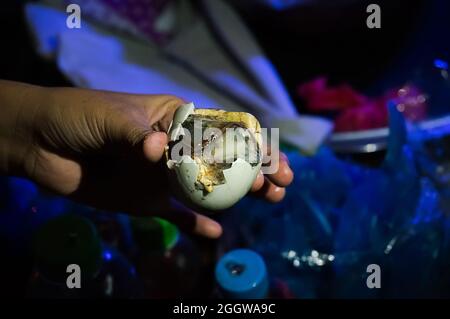 Balut Boiled Entenembryo ist eine spezielle Küche in Asien. Es ist sehr beliebt auf den Philippinen, Vietnam, Laos und Kambodscha Stockfoto