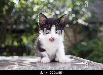 Lustige weiße und schwarze Kätzchen schaut in den Rahmen, leckt seinen Mund mit seiner Zunge. Kindheit einer Katze, schöne Karten, Katze positiv. Kindheit des Bels Stockfoto