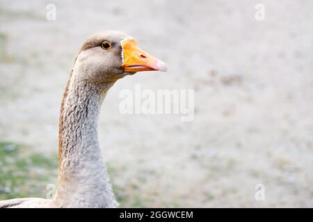 Graue Gans, Anser-Anser Kopf Hals und Oberkörper selektive Fokus Nahaufnahme über aus Fokus Hintergrund mit Copyspace Profil Schuss. Stockfoto