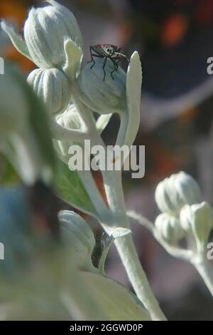 Nahaufnahme eines Käfers auf einer Senecio-Grayi-Blütenknospe vor grünem Hintergrund Stockfoto