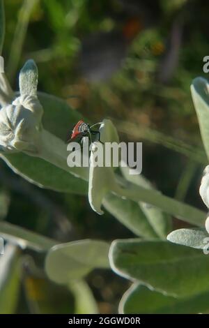 Nahaufnahme eines Käfers auf einem Senecio-Grayi-Blumenblatt vor grünem Hintergrund Stockfoto