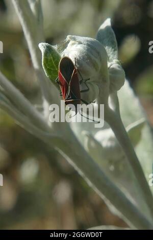 Nahaufnahme eines Käfers auf einer Senecio-Grayi-Blütenknospe vor grünem Hintergrund Stockfoto