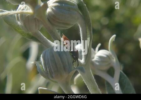 Nahaufnahme eines Käfers auf einer Senecio-Grayi-Blütenknospe vor grünem Hintergrund Stockfoto