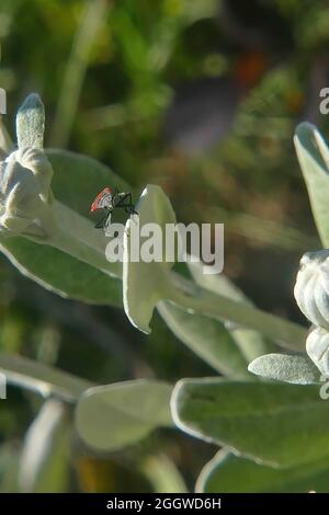 Nahaufnahme eines Käfers auf einem Senecio-Grayi-Blumenblatt vor grünem Hintergrund Stockfoto