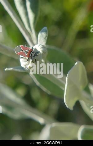 Nahaufnahme eines Käfers auf einer Senecio-Grayi-Blütenknospe vor grünem Hintergrund Stockfoto