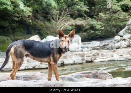 Hund bleibt in El Estrecho, verengt vom Fluss Magdalena in Kolumbien Stockfoto