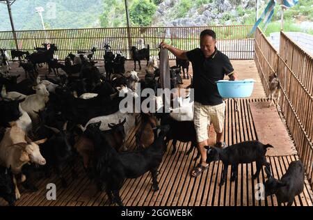 Du'an, Chinas Autonome Region Guangxi Zhuang. September 2021. Ein Dorfbewohner füttert Schafe im Dorf Chihua im Autonomen Bezirk Du'an Yao, südchinesische Autonome Region Guangxi Zhuang, 3. September 2021. Die Bezirksregierung unterstützte die Schafwirtschaft als wirtschaftliche Säule mit mehr als 480,000 Zuchtschafen. Kredit: Lu Boan/Xinhua/Alamy Live Nachrichten Stockfoto