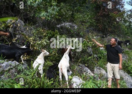 Du'an, Chinas Autonome Region Guangxi Zhuang. September 2021. Ein Dorfbewohner grast Schafe im Dorf Chihua im Autonomen Bezirk Du'an Yao, südchinesische Autonome Region Guangxi Zhuang, 3. September 2021. Die Bezirksregierung unterstützte die Schafwirtschaft als wirtschaftliche Säule mit mehr als 480,000 Zuchtschafen. Kredit: Lu Boan/Xinhua/Alamy Live Nachrichten Stockfoto