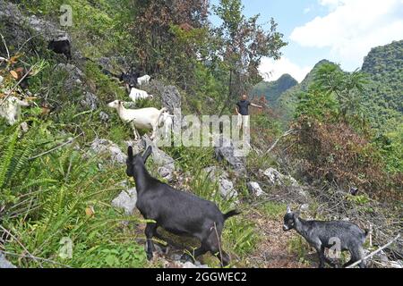 Du'an, Chinas Autonome Region Guangxi Zhuang. September 2021. Ein Dorfbewohner grast Schafe im Dorf Chihua im Autonomen Bezirk Du'an Yao, südchinesische Autonome Region Guangxi Zhuang, 3. September 2021. Die Bezirksregierung unterstützte die Schafwirtschaft als wirtschaftliche Säule mit mehr als 480,000 Zuchtschafen. Quelle: Zhou Hua/Xinhua/Alamy Live News Stockfoto