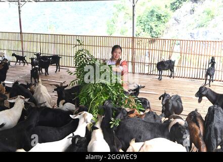 Du'an, Chinas Autonome Region Guangxi Zhuang. September 2021. Ein Dorfbewohner füttert Schafe im Dorf Chihua im Autonomen Bezirk Du'an Yao, südchinesische Autonome Region Guangxi Zhuang, 3. September 2021. Die Bezirksregierung unterstützte die Schafwirtschaft als wirtschaftliche Säule mit mehr als 480,000 Zuchtschafen. Quelle: Zhou Hua/Xinhua/Alamy Live News Stockfoto
