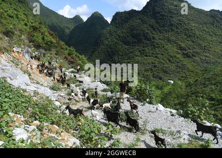 Du'an, Chinas Autonome Region Guangxi Zhuang. September 2021. Ein Dorfbewohner grast Schafe im Dorf Chihua im Autonomen Bezirk Du'an Yao, südchinesische Autonome Region Guangxi Zhuang, 3. September 2021. Die Bezirksregierung unterstützte die Schafwirtschaft als wirtschaftliche Säule mit mehr als 480,000 Zuchtschafen. Kredit: Lu Boan/Xinhua/Alamy Live Nachrichten Stockfoto