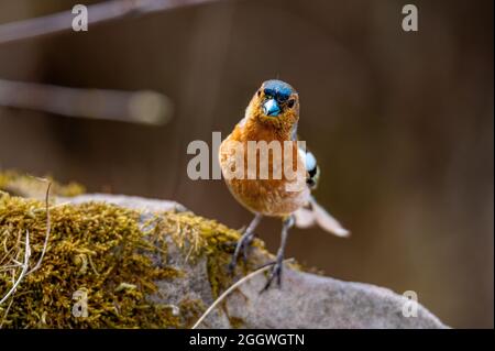 Rotkehlchen auf Stein Stockfoto