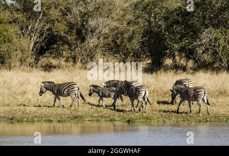 Afrikanisches Zebra in Sabannah-Umgebung, Krüger-Nationalpark, Südafrika. Stockfoto