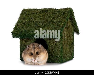 Netter kleiner Hamster, der vor dem grünen Grashaus sitzt. Blick auf Linse mit beady Augen. Isoliert auf einem weißen Hintergrund. Stockfoto