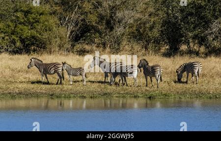 Afrikanisches Zebra in Sabannah-Umgebung, Krüger-Nationalpark, Südafrika. Stockfoto