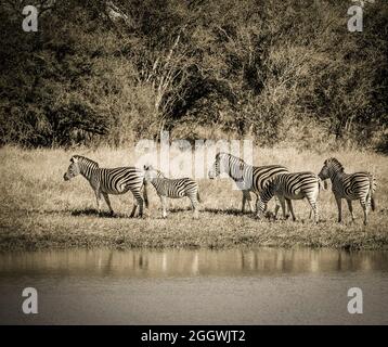 Afrikanisches Zebra in Sabannah-Umgebung, Krüger-Nationalpark, Südafrika. Stockfoto