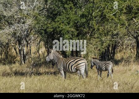 Afrikanisches Zebra in Sabannah-Umgebung, Krüger-Nationalpark, Südafrika. Stockfoto