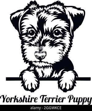 Yorkshire Terrier Peeking Dog - Kopf isoliert auf weißem - Vektorstock Stock Vektor